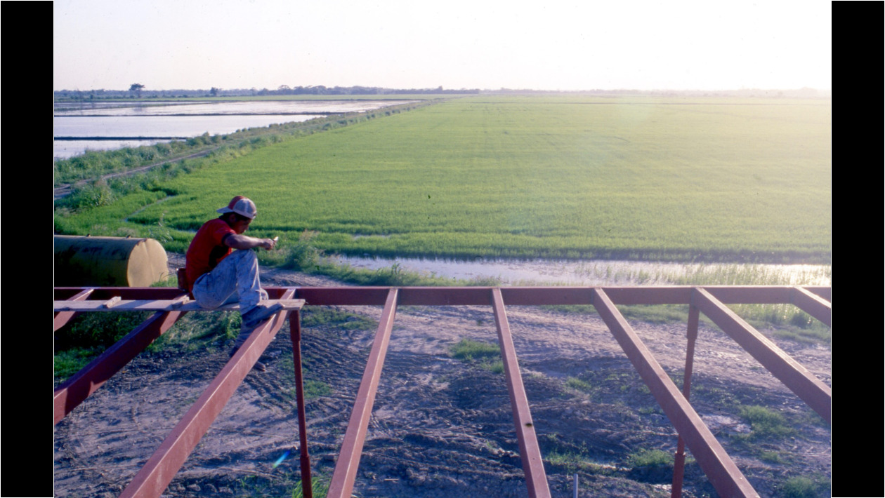 Soldando los perfiles del corredor frente a las siembras de arroz...